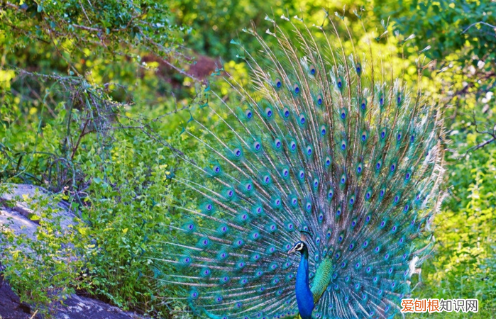 一对孔雀的养殖成本,孔雀的相关资料了两百字到三百字