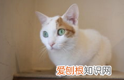 为何养猫男多是单身,相亲时发现大部分单身男都在养猫怎么办