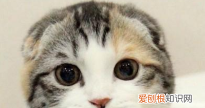 为何养猫男多是单身,相亲时发现大部分单身男都在养猫怎么办