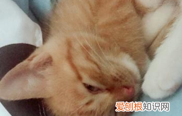 为何养猫男多是单身,相亲时发现大部分单身男都在养猫怎么办