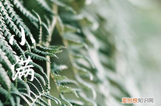 2023年小满是哪一天 2023年小满是几点几分几秒