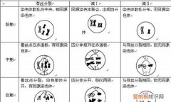 有丝分裂和减数分裂有什么不同