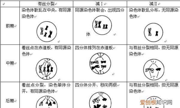 有丝分裂和减数分裂有什么不同