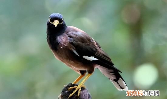 为什么八哥鸟越养越凶,我家养了一只八哥作文