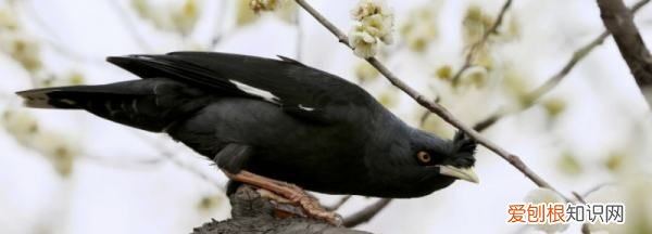 为什么八哥鸟越养越凶,我家养了一只八哥作文