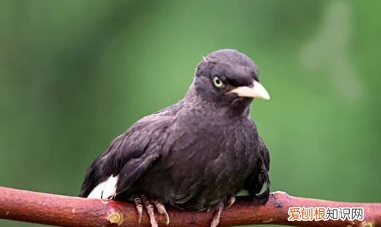 为什么八哥鸟越养越凶,我家养了一只八哥作文