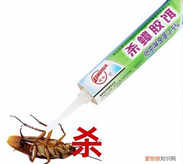 家里太多蟑螂了如何一招消灭蟑螂