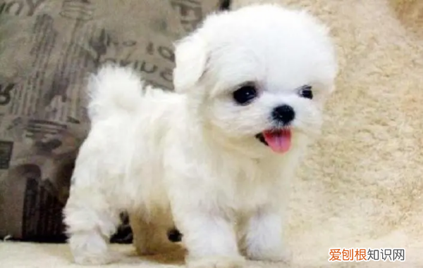 为什么国内马尔济斯少,马尔济斯是不是养不好就会变丑