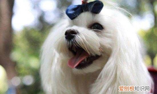 为什么国内马尔济斯少,马尔济斯是不是养不好就会变丑