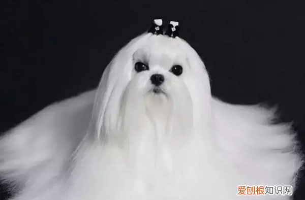 为什么国内马尔济斯少,马尔济斯是不是养不好就会变丑