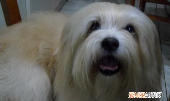 为什么国内马尔济斯少,马尔济斯是不是养不好就会变丑