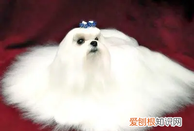 为什么国内马尔济斯少,马尔济斯是不是养不好就会变丑