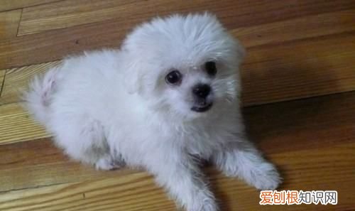 为什么国内马尔济斯少,马尔济斯是不是养不好就会变丑