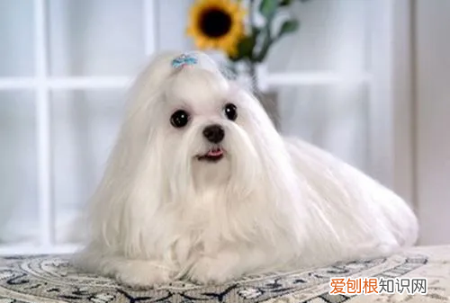 为什么国内马尔济斯少,马尔济斯是不是养不好就会变丑