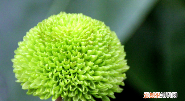 球菊一年开几次花，乒乓球菊一年开几次花