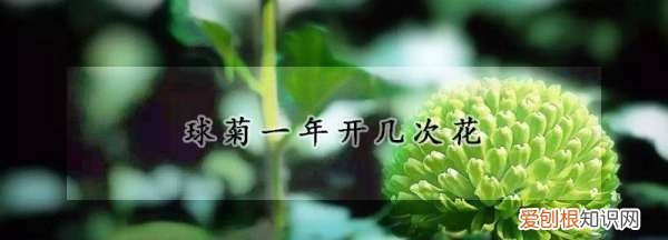 球菊一年开几次花,乒乓球菊一年开几次花