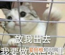 vivo手机又出新黑科技了 关于vivo手机的黑科技功能