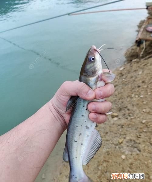 芝麻剑和叉尾怎么区分，石扁头和芝麻剑的区别是什么