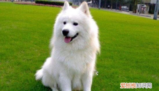 萨摩耶猴脸期注意什么,萨摩耶十个月又变成猴脸了