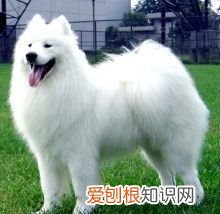 萨摩耶猴脸期注意什么,萨摩耶十个月又变成猴脸了