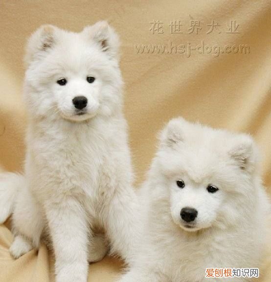 萨摩耶猴脸期注意什么,萨摩耶十个月又变成猴脸了