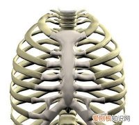 人有多少根肋骨