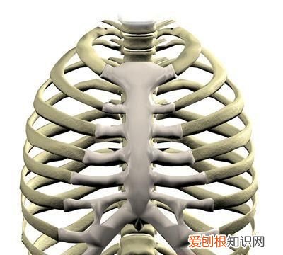 人有多少根肋骨