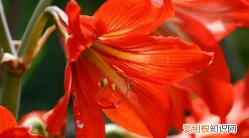 如何让对红快速开花,对红冬天怎么养才能让它开花