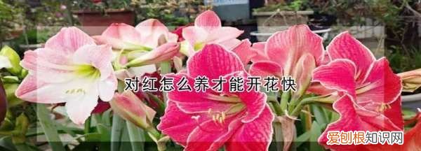 如何让对红快速开花，对红冬天怎么养才能让它开花