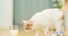 猫拉完屎要擦，猫猫拉屎需要擦屁股猫咪拉屎要不要擦