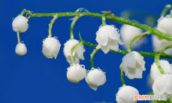 新买的铃兰怎么养，铃兰花怎么养殖方法