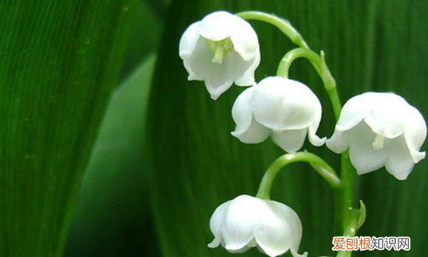 新买的铃兰怎么养，铃兰花怎么养殖方法