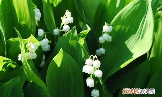 新买的铃兰怎么养，铃兰花怎么养殖方法