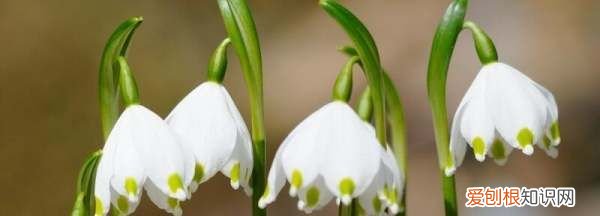 新买的铃兰怎么养，铃兰花怎么养殖方法