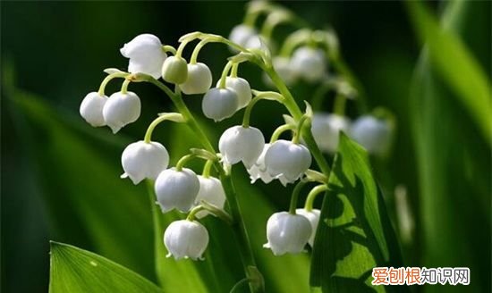 新买的铃兰怎么养，铃兰花怎么养殖方法