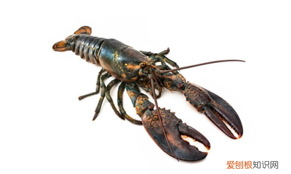 用什么钓小龙虾，小龙虾拿什么钓最好