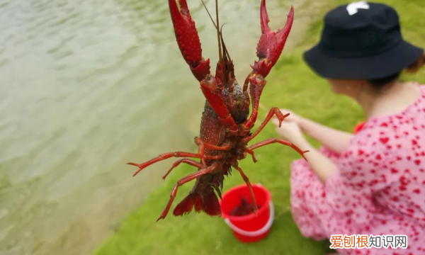 用什么钓小龙虾,小龙虾拿什么钓最好
