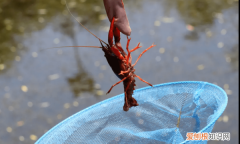 用什么钓小龙虾，小龙虾拿什么钓最好