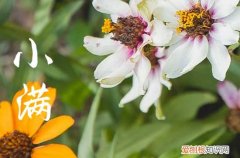 2023年小满哪一天