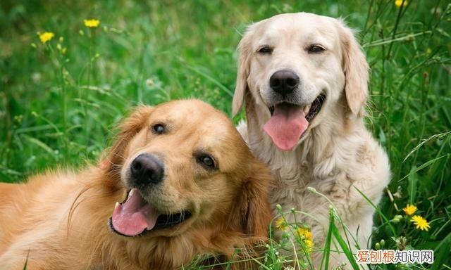 教你做个清炖梅花骨，狗狗吃了骨骼好又毛发亮，比买高级狗粮实惠