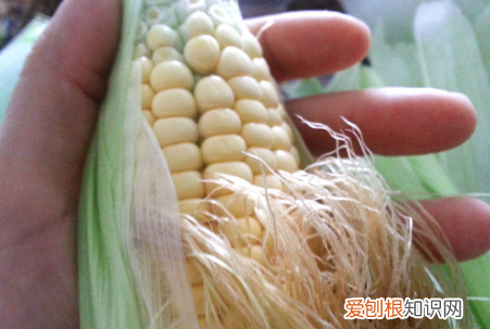 玉米须茶怎么做，玉米须怎么做 玉米须茶怎么做