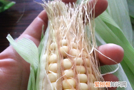 玉米须茶怎么做，玉米须怎么做 玉米须茶怎么做