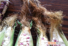 玉米须茶怎么做，玉米须怎么做 玉米须茶怎么做