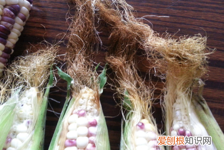玉米须茶怎么做，玉米须怎么做 玉米须茶怎么做