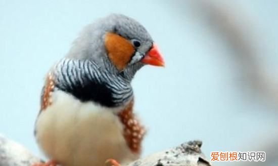 珍珠鸟养一只会孤独