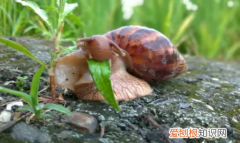 蜗牛怎么喂水，怎么给蜗牛喝水?