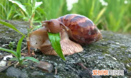 蜗牛怎么喂水,怎么给蜗牛喝水?