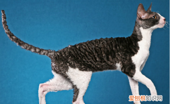 爪哇猫掉毛，十大适合家养的不掉毛猫图片