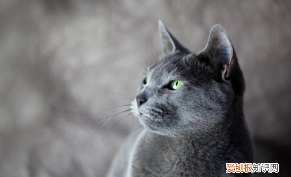 爪哇猫掉毛，十大适合家养的不掉毛猫图片