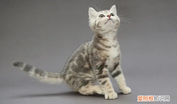 爪哇猫掉毛，十大适合家养的不掉毛猫图片